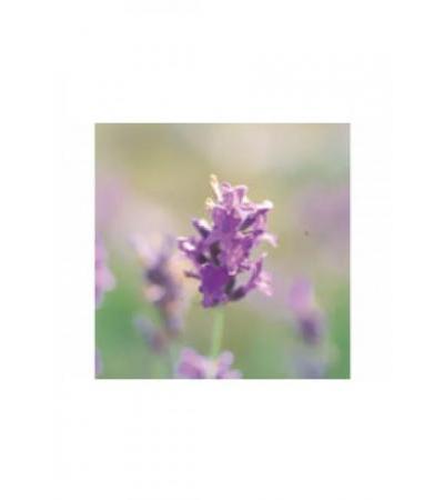 FARFALLA Wilder Berglavendel Äth/Öl wkbA Fl 5 ml